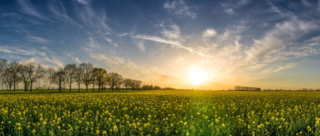 Tilgnerpictures Oilseed Rape 2135026 1024x434